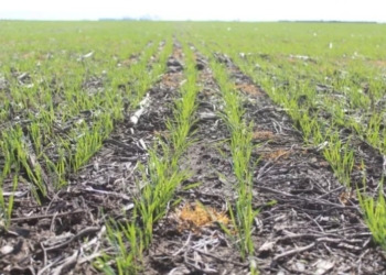 Produtividade deve sustentar safra de inverno no Brasil, mesmo com área menor