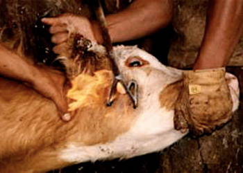 CCJ da Câmara rejeita projeto que criminalizava marcação a ferro