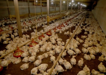 Brasil comemora Dia do Avicultor com produção recorde e destaque global