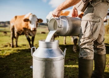 Estado lidera produção de leite na Região Norte e é destaque nacional