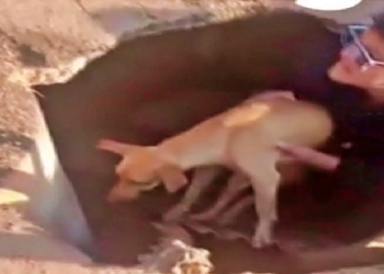 Cachorro é resgatado de buraco que prefeitura de VG esqueceu por 3 meses; veja vídeo