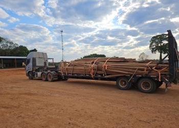 Castanheira apreendida pela Sema em Nova Bandeirantes lota dois caminhões