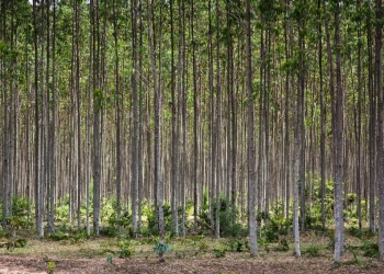 Governo de Mato Grosso apoia expedição que vai mapear florestas plantadas no Brasil
