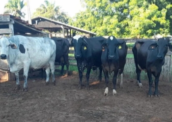 Seaf abre licitação para serviço de transferência de embriões bovinos voltados à agricultura familiar