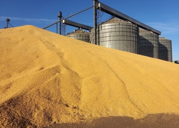 Preço em queda do milho deixa produtores indecisos e pode ampliar área de soja no Brasil