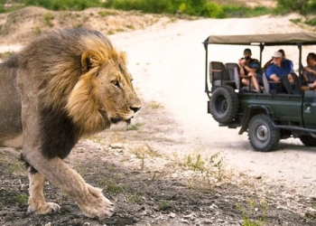 Comitiva de MT vai à África do Sul buscar modelo de gestão para fortalecer turismo de safári no Pantanal
