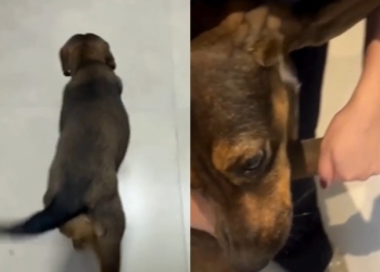 Cadelinha é resgatada após ser vítima de possível zoofilia em posto de combustível; veja vídeo