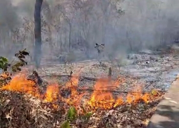 Homem é preso flagrante por provocar incêndio em área de vegetação urbana