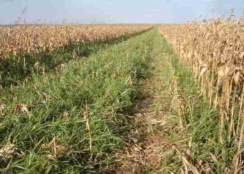 Milho em consórcio com braquiária fortalece produção sustentável