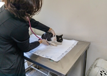 Prefeitura de Cuiabá celebra o Dia do Médico Veterinário com avanços na Bem-Estar Animal