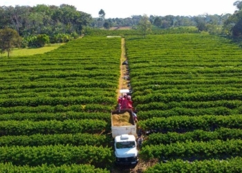 Governo de Mato Grosso isenta taxa de inscrição estadual para produtores rurais