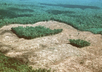 Agricultores poderão receber até R$ 28 mil por preservar floresta