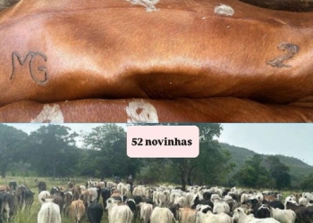 Dupla é presa transportando 67 cabeças de gado furtados na BR-364