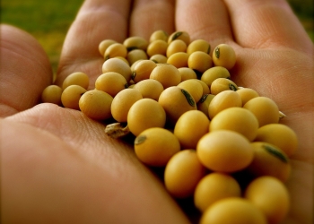 Cade mantém restrições à soja até o fim do ano e levanta críticas de lideranças do agronegócio
