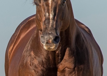 Nova rodada de investimentos em genética de Pop Resortfigure, o primeiro Superhorse no Brasil