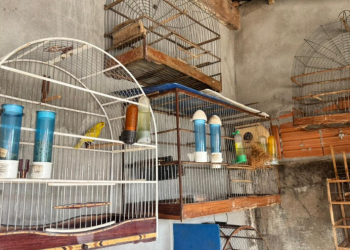 Força-tarefa nacional com participação de Mato Grosso combate tráfico de animais silvestres