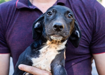 Saúde de Cuiabá realiza “Dia D” de Vacinação Antirrábica neste sábado