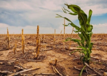 Faep pede revisão de regras de crédito para afetados por eventos climáticos