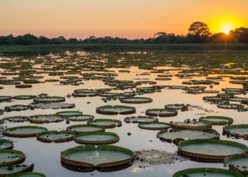 Carta do Pantanal defende plano de desenvolvimento sustentável