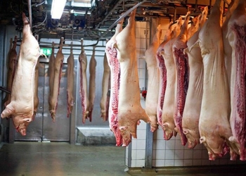Exportações de carne suína batem recorde histórico