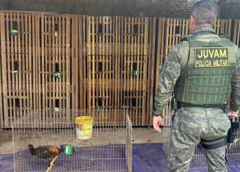 Rinha de galos é descoberta em residência no bairro Altos da Serra em Cuiabá