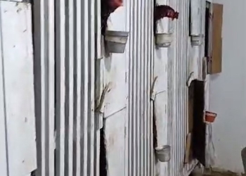 Rinha de galo é descoberta em base de facção durante operação policial em MT