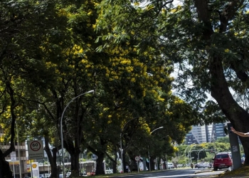 COP30: Brasil lança plano nacional para aumentar arborização urbana