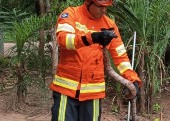 Corpo de Bombeiros captura animais silvestres em Poconé e Alto Garças