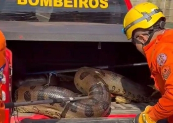 Corpo de Bombeiros de MT resgata mais de 1,9 mil animais silvestres em 2025
