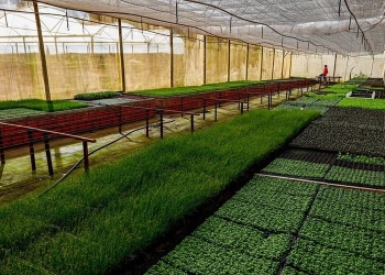 Seaf e Banco Mundial promovem missão técnica para lançamento do Programa MT Produtivo