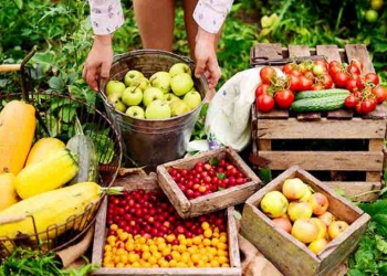 Governo publica novas regras para fiscalização de produtos vegetais no país