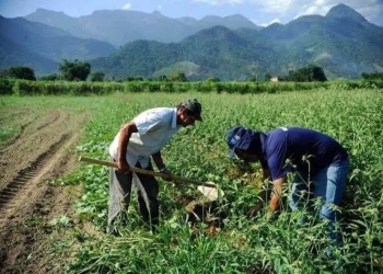Milho, feijão e cacau devem liderar produção agrícola na próxima safra