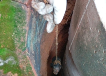 Bombeiros salvam filhote de cachorro que caiu em cisterna com água