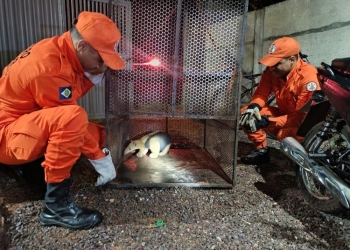 Corpo de Bombeiros resgata tamanduá-mirim que estava em quintal de residência