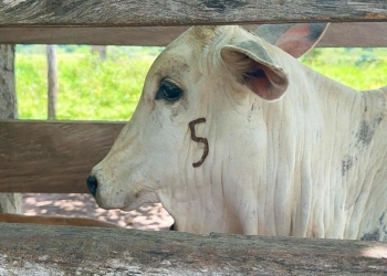 Prazo para vacinação contra brucelose termina no dia 31 de dezembro