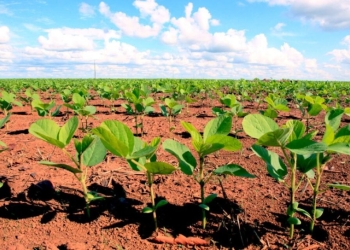 Termina o plantio da soja, mas seca atrasa ciclo e derruba produtividade