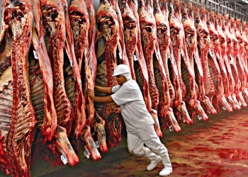 Exportações de carne bovina batem recorde em 2025, apesar de tarifaço
