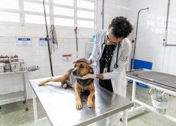 Bem-Estar Animal avança em capacidade de atendimento e reestruturação