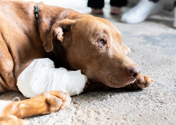 Cão resgatado após ser enterrado vivo em Cuiabá dá sinais de recuperação