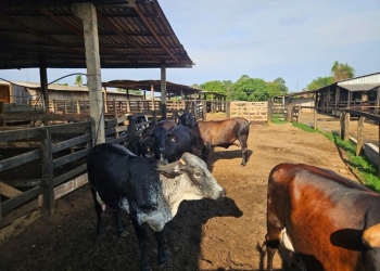 Seaf realiza reuniões sobre o Programa de Melhoramento Genético do Rebanho Leiteiro