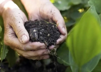 Cobertura vegetal e bioinsumos ganham espaço e reduzem dependência química no campo