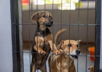 Dezesseis cães saíram do abrigo da Bem-Estar Animal para novos lares em janeiro