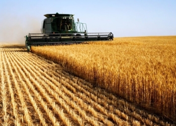 Alta externa e recomposição de estoques reativam mercado de trigo no Brasil