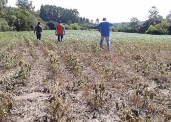 Garantia-Safra paga R$ 823 milhões, mas acesso e regras ainda limitam alcance no campo