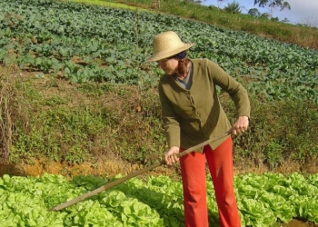 Parceria entre Embrapa e FAO mira produtividade e renda no campo