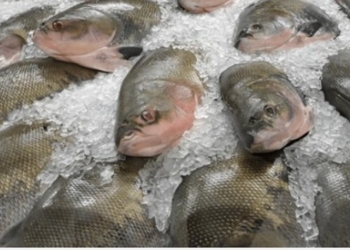 Venda de pescado inicia com preço fixo e contempla diversos pontos de Cuiabá