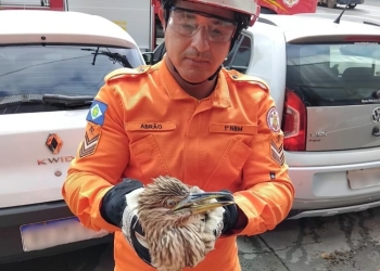 Bombeiros militares resgatam ave socó-boi que estava presa em ar-condicionado