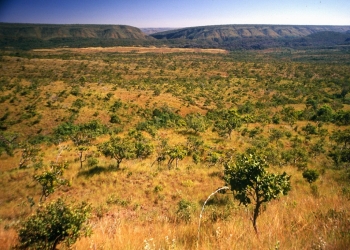 Estudo amplia peso de pastagens no carbono e reforça papel do agro na agenda ambiental
