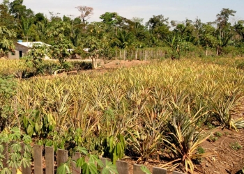 Sema orienta produtores sobre regularização ambiental em assentamentos