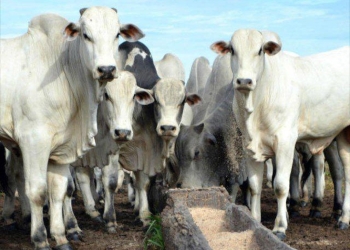 Boi gordo bate recorde com corrida para exportação à China e oferta restrita